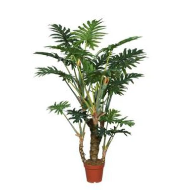 Fals plantes de Philodendron